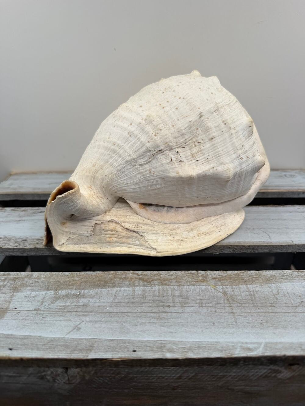 Vintage Large Horned Helmet Conch Shell-Natural Sea Specimen-Ocean Coastal Decor